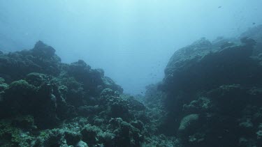 Ocean plate low angle looking up at water surface with rays of sunlight filtering in. coral reef in lower part of shot.