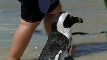 Penguin walking through crowd, dodging people