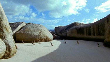 group of penguins waddles through rocks, across flat sandy beach.