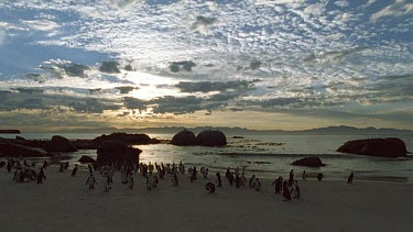 dusk on beach colony of penguins in silhouette