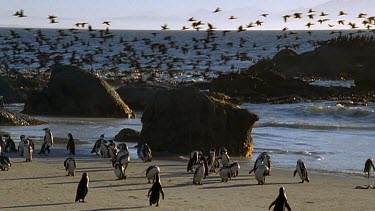 Cormorants fly over penguins on Boulders beach