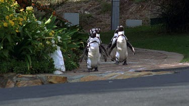 Penguins waddling down a path