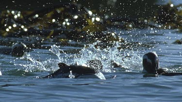 Group of penguins swimming