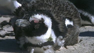 penguin molt