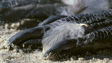 Molting feathers falling onto Penguin feet