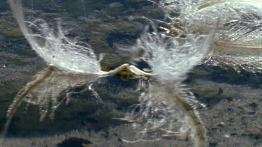 feathers floating on water