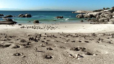 Colony of penguins nesting in shallow burrows.
