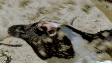 Penguin getting sand kicked into face
