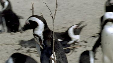 Penguin carrying branch on shoulder