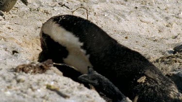 Penguins fighting and pecking at each other