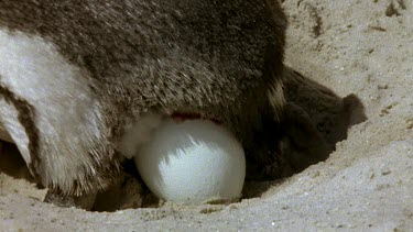 Penguin laying eggs