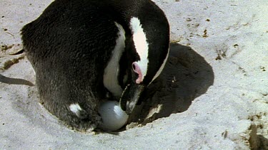 Penguin looking at newly laid egg