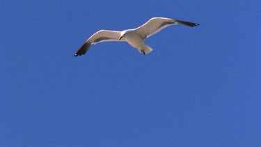 Seagull flying against blue sky