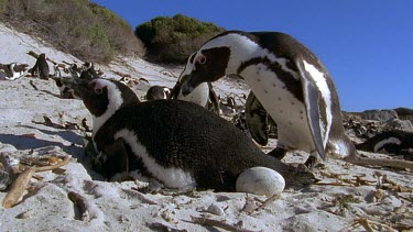 Pair of penguins nesting egg