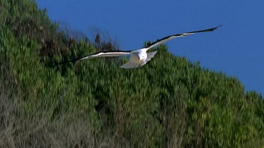 Seagull lands on beach