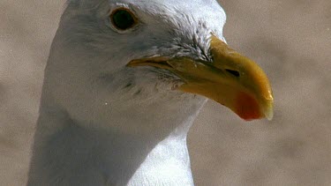 seagull portrait