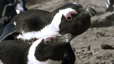 Nesting pair of penguins with heads and bodies close together, united to defend egg. They point their beaks out defensively.