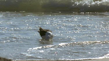 Gull searches in the sea for the penguin egg