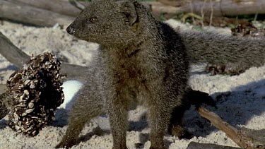 Mongoose jumping over egg, trying to crack it