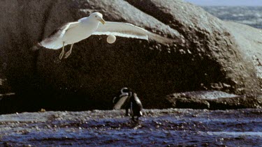 Seagull hovering above beach drops egg to crack it