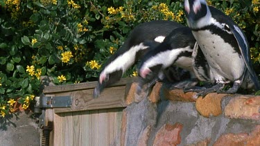 Penguins jumping off wall