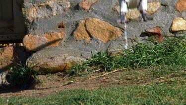 Penguin jumping off wall