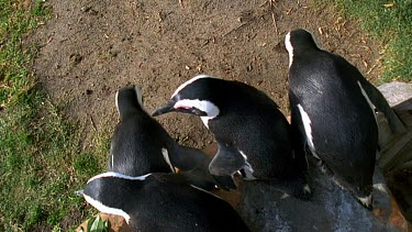 Overhead penguins jumping off wall