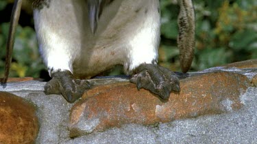Penguin jumping off wall