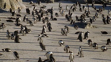 Penguin colony