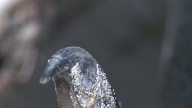 Penguin calling or panting. Details: beak, eye, inside of beak