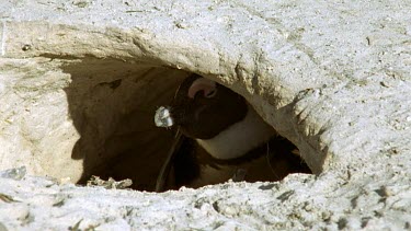 inside burrow, sheltering from sun