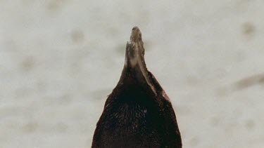 Tilt down penguin to reveal egg sheltered against sun by parents shadow.