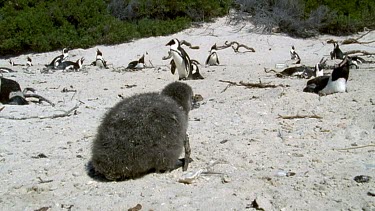 abandoned chick large in FG with the rest of the colony in BG