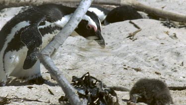 Adult waddles towards chick and pecks at it. The chick tries to get away.