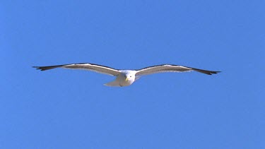 Gull searching for prey hovers and lowers towards beach