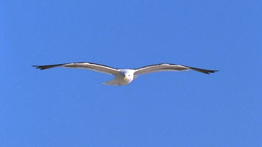 Gull searching for prey hovers and lowers towards beach