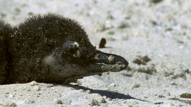 Abandoned chick calls for parent. Appears to be in bad shape