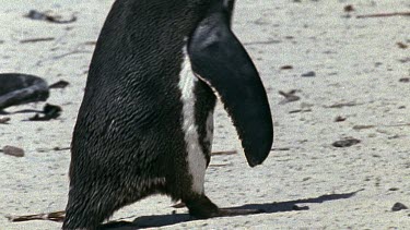 Adult penguin walking on beach