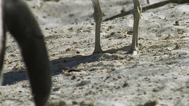 Stand off between gull and penguin. Shot shows gulls legs in bg and penguin flipper in fg.