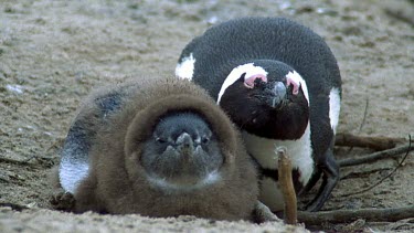 Adult stays close to ten week old chick in winter soft downy feathers