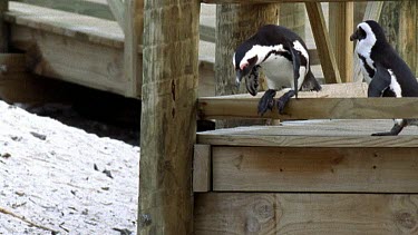 penguin jumps onto beach falls over