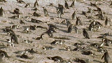 colony on beach making shallow burrows for nesting and for keeping cool