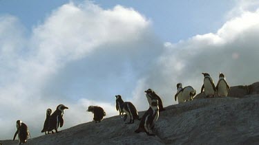 Penguins on a rock with wind blowing rain clouds over them