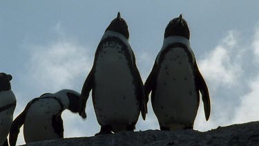 Two penguins standing, "holding flippers" with wind blowing rain clouds over them.