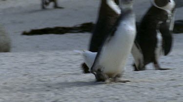 Sheathbill chases penguin and pecks at its tail
