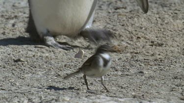 Young penguin chases wagtail across beach