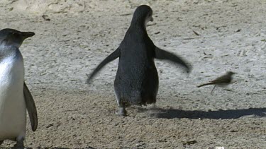Young penguin chases wagtail across beach