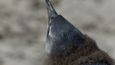 Very young penguin chick looking up. A shadow passes over it.