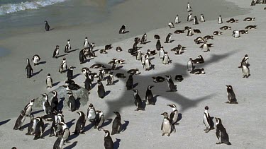 High Angle. Penguin colony with shadow of plane over them.