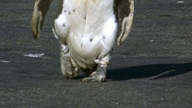 Penguin walking down street slow mo